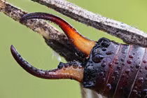 Loài côn trùng gắn với giai thoại rùng rợn ở châu Âu, Việt Nam có nhiều 