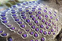 Tận thấy loài gà rừng “trăm mắt” cực quý của Việt Nam 