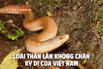 [INFOGRAPHIC] Loài thằn lằn không chân kỳ dị của Việt Nam