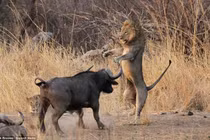 Loài thú được mệnh danh 'cái chết đen' khiến sư tử mất mạng hàng loạt