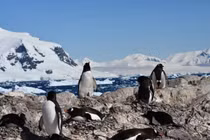 Chim cánh cụt Nam Cực đẩy sớm mùa sinh sản để thích nghi khí hậu