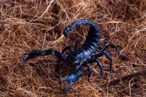 Loài bọ cạp khổng lồ phát sáng bí ẩn dưới ánh đèn UV 