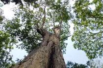 Top 10 loài cây gỗ bản địa Việt Nam, quý hơn vàng ròng