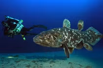 Cận cảnh loài động vật 'hóa thạch sống' nổi tiếng nhất mọi thời 