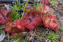 Cơ chế săn mồi đỉnh cao của cây trói gà Việt Nam