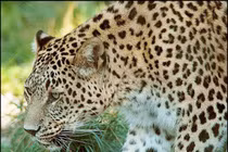 Tận mục loài mèo hoang dã săn mồi đỉnh nhất Việt Nam 