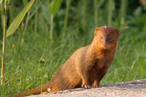 Loài dị thú được mệnh danh “vua săn rắn” của Việt Nam 