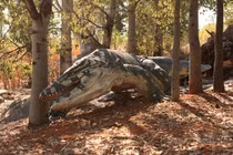 Khiếp đảm loài thằn lằn săn mồi nặng 1 tấn ở Australia 