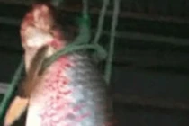 Phát hiện 'quái ngư' đỏ rực hiếm nhất thế giới tại An Giang