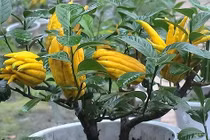 Bật mí 6 cây phong thủy trước nhà giúp tiền bạc vào như nước