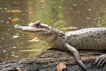 Tận mục loài cá sấu có sừng bí ẩn của rừng rậm Amazon 