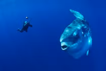 Soi loài cá xương khổng lồ nhất hành tinh, nặng 2 tấn, hình thù siêu dị 