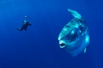 Soi loài cá xương khổng lồ nhất hành tinh, nặng 2 tấn, hình thù siêu dị 