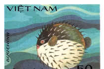 Cận cảnh loài cá 'khó nuốt' nhất hành tinh, không kẻ nào dám đụng