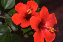 Loài hoa đỏ đẹp nhưng tuyệt đối không được cúng mùng 1