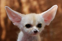 Kỳ thú loài chó hoang dã tí hon sống ở sa mạc Sahara 