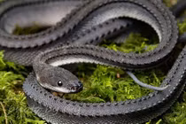 Tận thấy loài rắn kỳ lạ, dân Đông Nam Á coi là 'rồng sống'