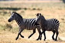 Vì sao con người không thể thuần hóa ngựa vằn làm vật cưỡi?