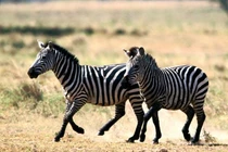 Vì sao con người không thể thuần hóa ngựa vằn làm vật cưỡi?