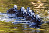 Loài vịt hoang có tập tính 'huýt gió' độc đáo, sống nhiều ở Việt Nam 