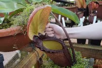 Loài cây ăn thịt khủng khiếp nhất, "nuốt" cả thằn lằn sống