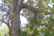 Kỳ lạ loài cây Việt Nam cứng hơn sắt, thế giới ráo riết lùng