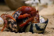 Loài vật 'ở trọ' kỳ lạ nhất thế giới, mỗi lần lớn lên là phải đổi nhà