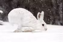 Bí mật sinh tồn của loài thỏ ở nơi lạnh nhất hành tinh