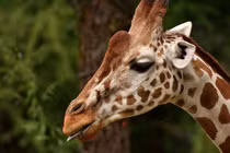 Giúp duy trì hệ sinh thái. Chúng ăn lá cao, mở đường ánh sáng cho cây thấp và phát tán hạt giống trong môi trường. Ảnh: Pinterest.