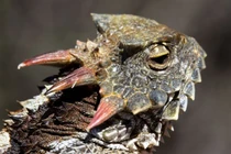 Loài vật hệt con cóc mặc áo giáp, phun máu từ mắt để tự vệ 