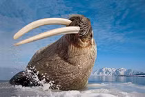 Cận cảnh loài vật có mỡ dày 15 cm, sống nơi lạnh nhất thế giới 