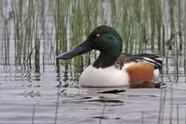 Tận thấy loài vịt mỏ thìa cực hiếm gặp ở Việt Nam 