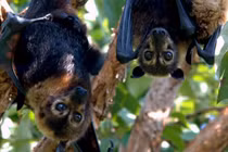 Cận cảnh loài dơi khổng lồ có khuôn mặt kỳ dị nhất quả đất 