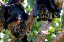 Cận cảnh loài dơi khổng lồ có khuôn mặt kỳ dị nhất quả đất 