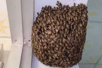 4 loài vật tượng trưng cho may mắn, tài lộc, vào nhà chớ đuổi đi