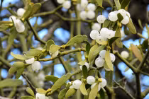 Cận cảnh loài thực vật 'ăn bám' được tôn sùng như cây thiêng ở châu Âu 