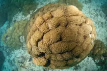 Chiêm ngưỡng sinh vật kỳ diệu được ví như 'rừng mưa nhiệt đới dưới nước'