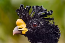 Cận cảnh loài gà rừng khổng lồ kỳ dị chỉ sống trong rừng rậm Nam Mỹ 