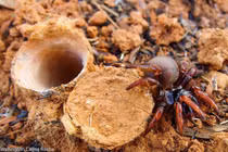 Kỹ năng chế tạo bẫy săn mồi tuyệt đỉnh của loài nhện cửa sập 