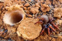 Kỹ năng chế tạo bẫy săn mồi tuyệt đỉnh của loài nhện cửa sập 