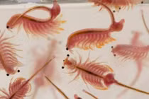 Loài tôm tí hon 'thống trị' nơi sự sống tưởng như không tồn tại