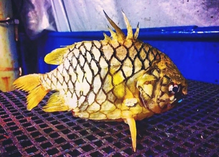 Loài cá dân dã xưa không ai ngó nay là đặc sản đắt khách