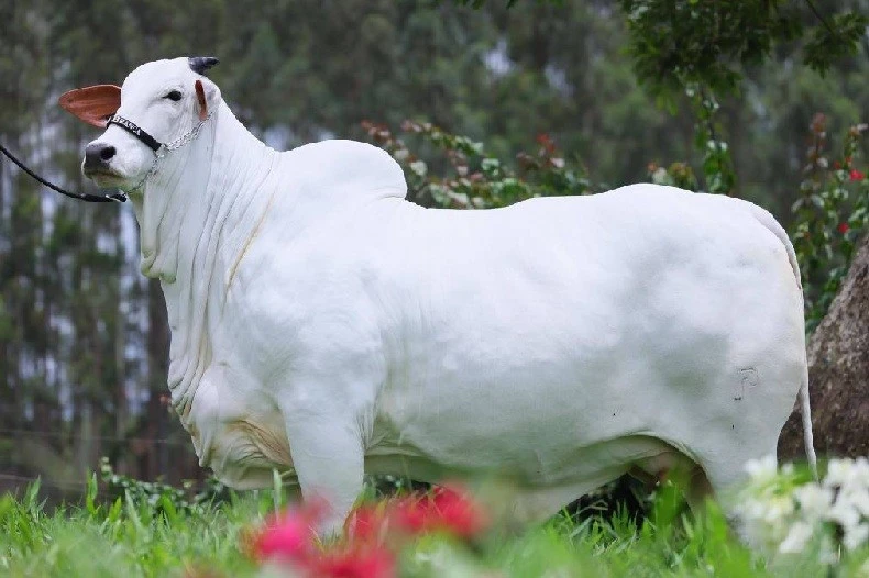 "Sửng sốt" con bò đắt nhất thế giới hơn 100 tỷ đồng