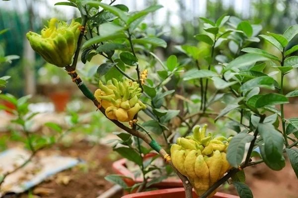 Ngắm phật thủ bonsai gây sốt trước Tết Nguyên đán 2026