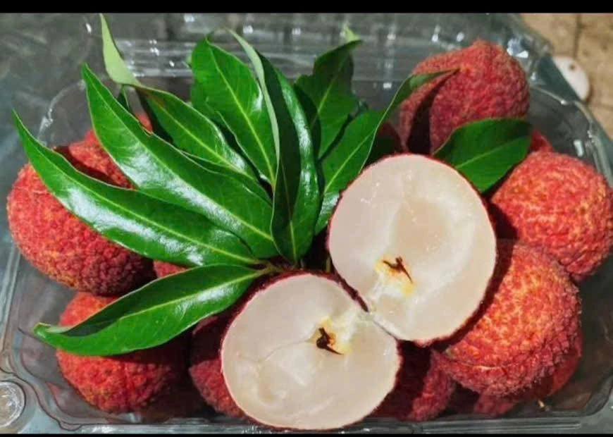 Loại vải đặc biệt 600.000 đồng/kg "cháy hàng" ngon cỡ nào?