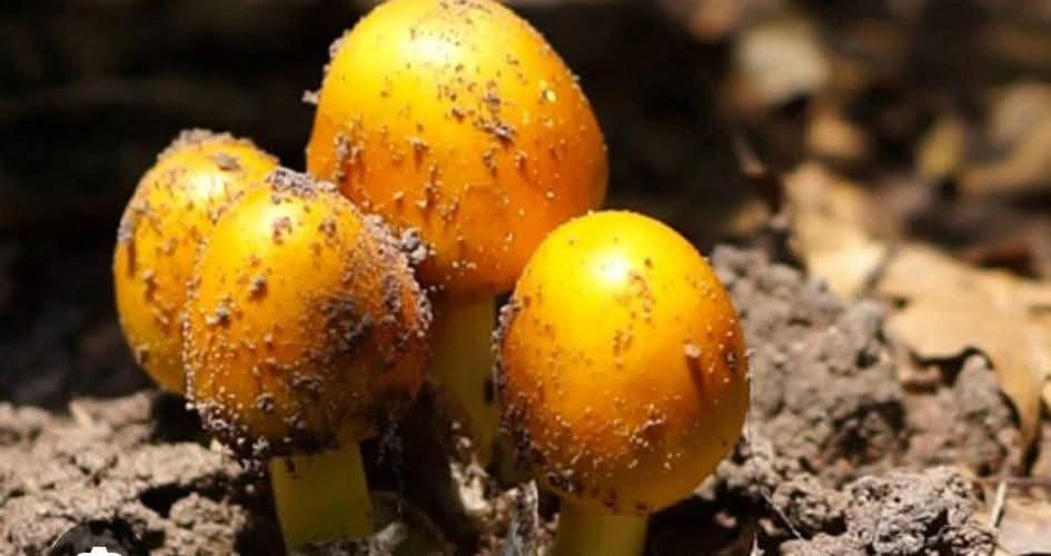 Loại nấm hệt lòng đỏ trứng, 300.000 đồng/kg vẫn "cháy hàng"