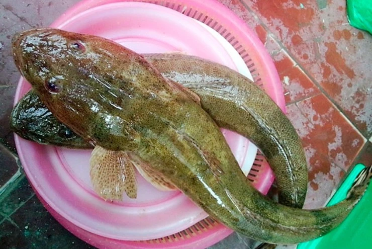 Loài cá xấu xí xưa cho lợn ăn nay 300.000 đồng/kg