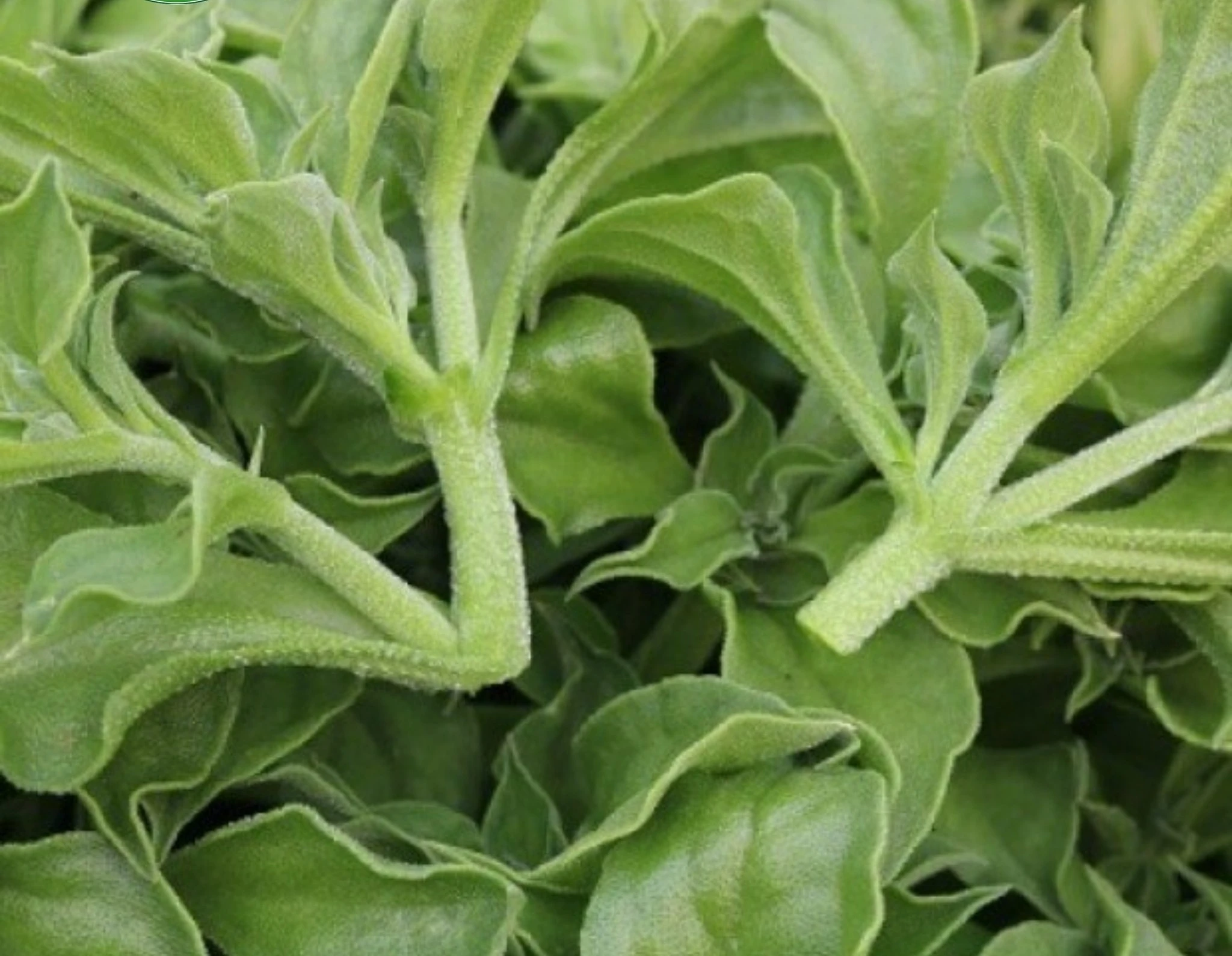 Loại rau "đắt như thịt bò" 300.000 đồng/kg vẫn hút khách