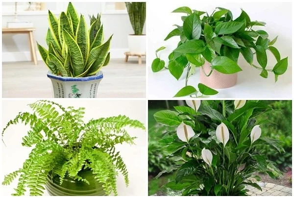 6 loại cây “lọc” bụi mịn độc hại trong nhà 