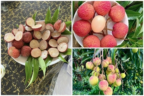 3 loại vải đắt nhất Việt Nam, có tiền chưa chắc mua được